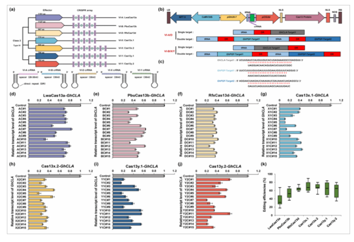 华中农业大学棉花团队开发出CRISPR/Cas13基因编辑新工具