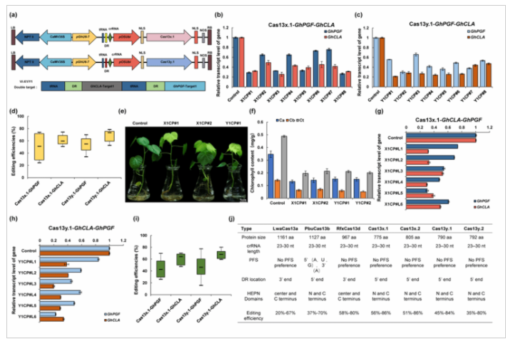 华中农业大学棉花团队开发出CRISPR/Cas13基因编辑新工具