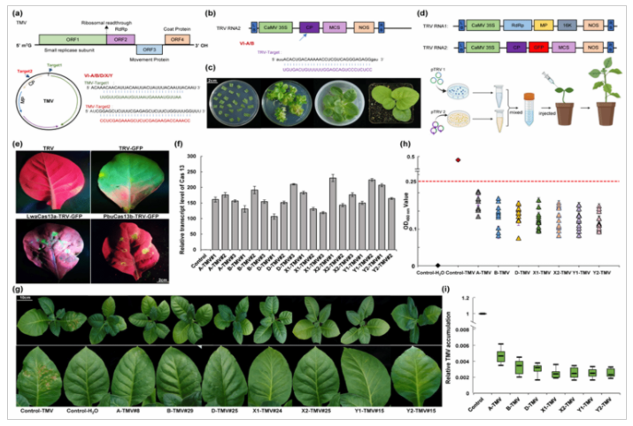 华中农业大学棉花团队开发出CRISPR/Cas13基因编辑新工具