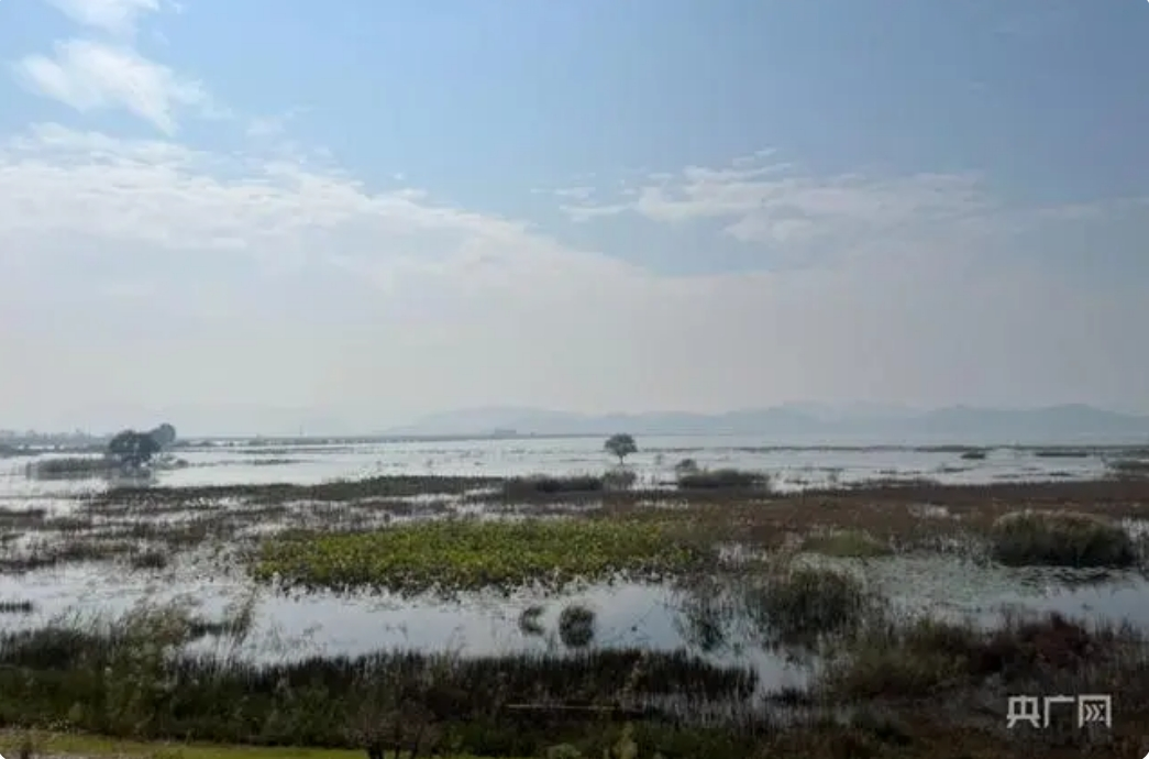 高质量发展看中国丨“湿”意盎然的江淮生态画卷