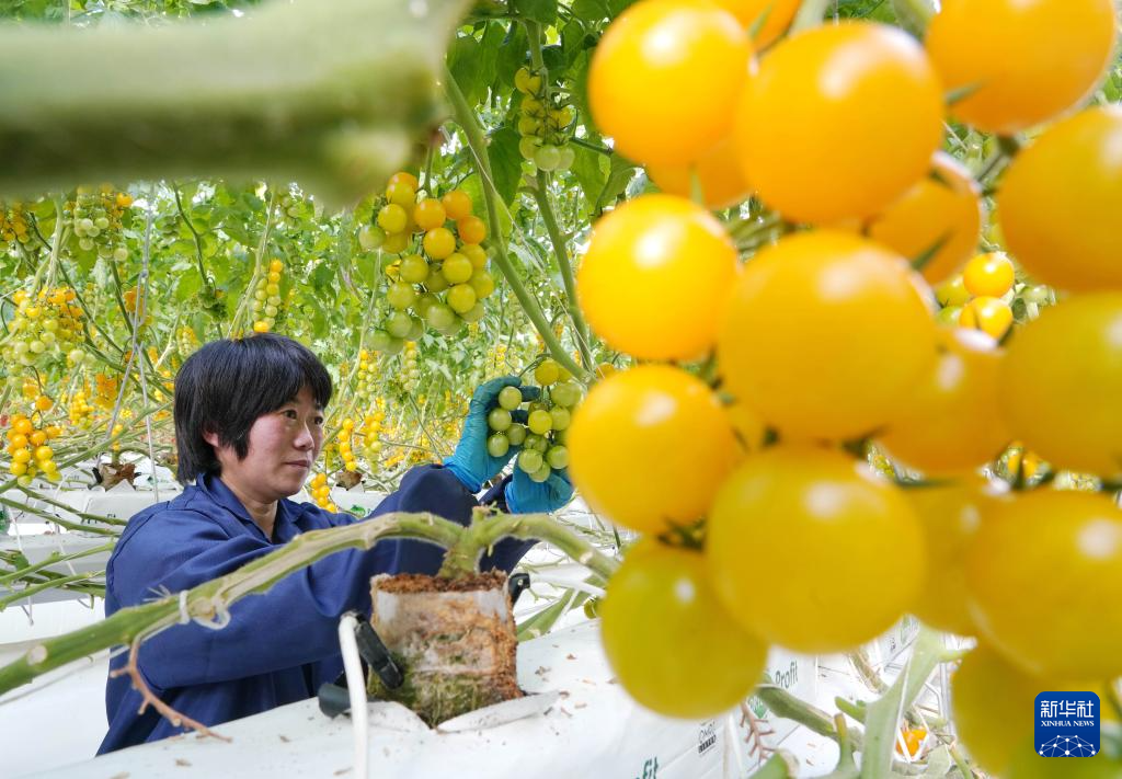 河北抚宁：高品质蔬菜种植促增收