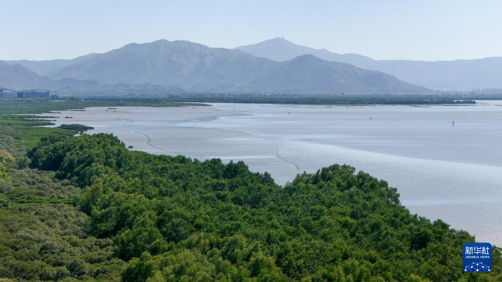 新时代中国调研行之看区域·大湾区篇｜红树林湿地——粤港澳大湾区的“海岸卫士”