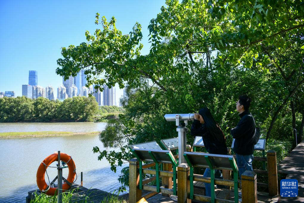 新时代中国调研行之看区域·大湾区篇｜红树林湿地——粤港澳大湾区的“海岸卫士”