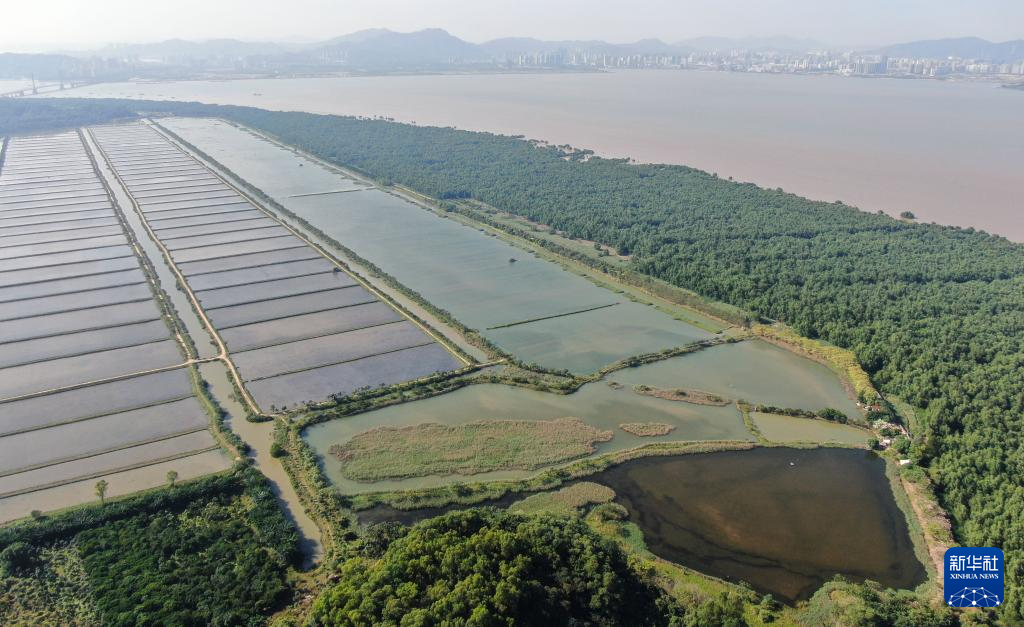 新时代中国调研行之看区域·大湾区篇｜红树林湿地——粤港澳大湾区的“海岸卫士”