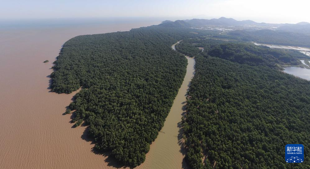 新时代中国调研行之看区域·大湾区篇｜红树林湿地——粤港澳大湾区的“海岸卫士”