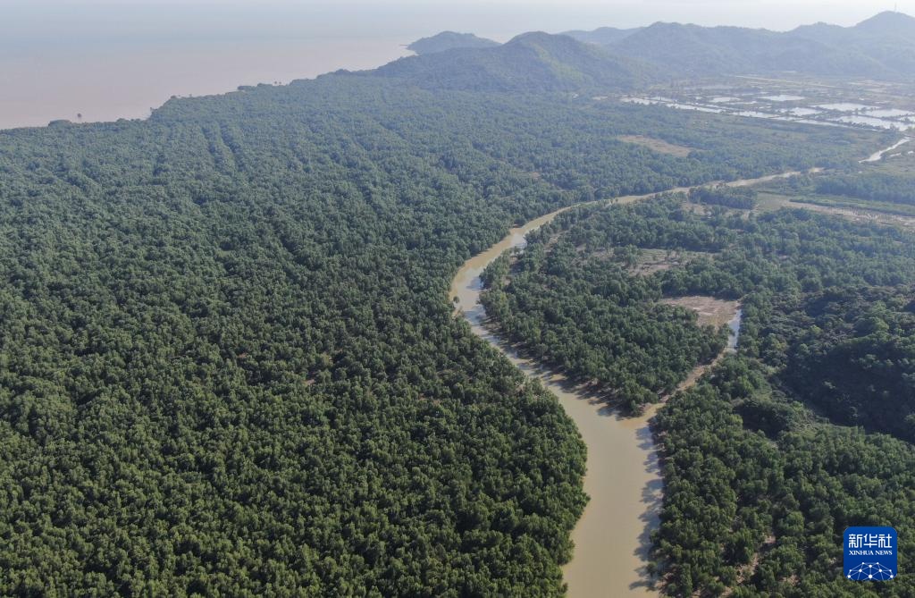 新时代中国调研行之看区域·大湾区篇｜红树林湿地——粤港澳大湾区的“海岸卫士”