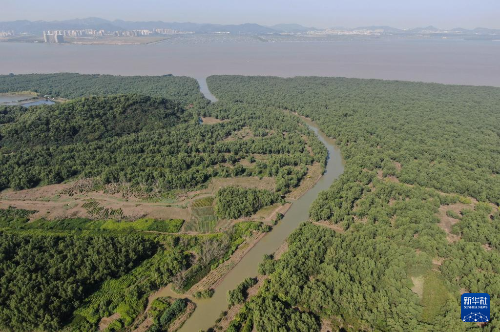 新时代中国调研行之看区域·大湾区篇｜红树林湿地——粤港澳大湾区的“海岸卫士”