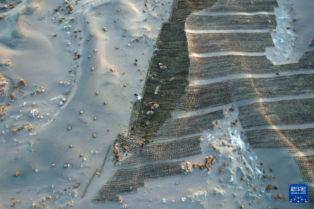 甘肃金塔：生物治沙让沙漠“披绿生金”