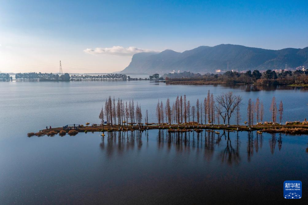 滇池湿地水杉红 生态美景引客来