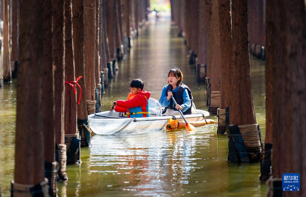 滇池湿地水杉红 生态美景引客来