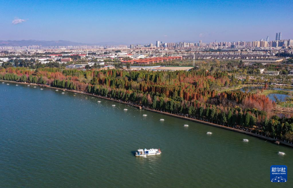 滇池湿地水杉红 生态美景引客来