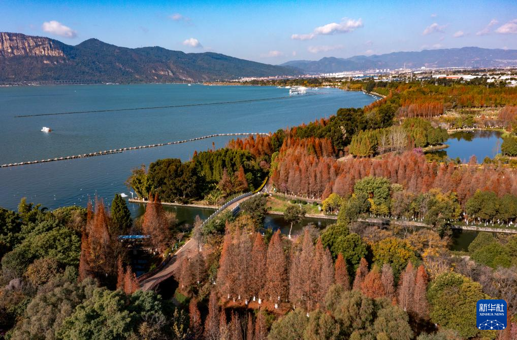 滇池湿地水杉红 生态美景引客来