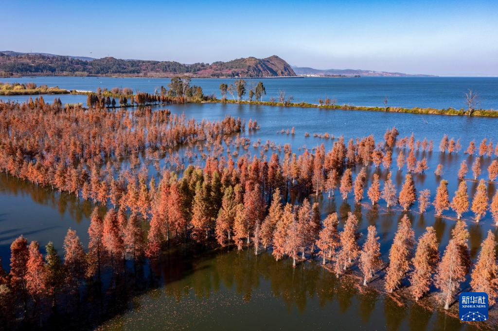 滇池湿地水杉红 生态美景引客来