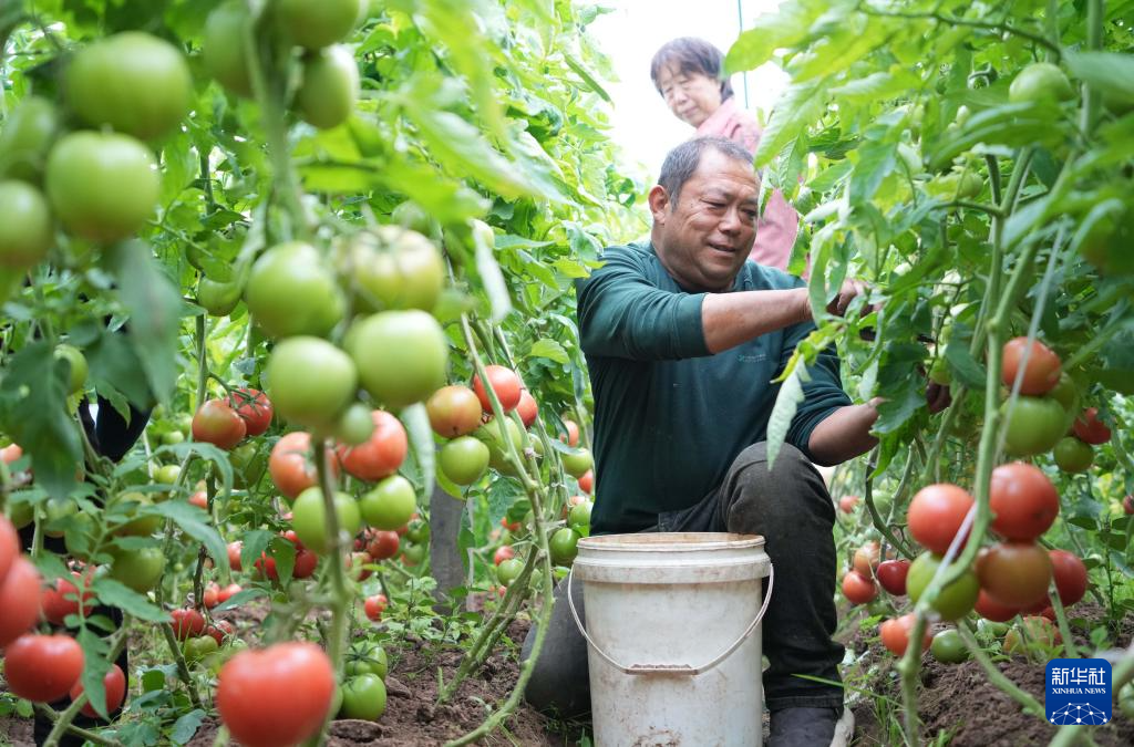 山东定陶：冬日大棚蔬菜生产忙