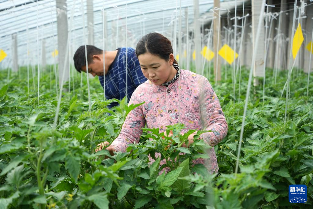 山东定陶：冬日大棚蔬菜生产忙