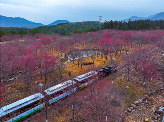 南平邵武大埠岗：樱花烂漫春满园 镇区改造焕新颜