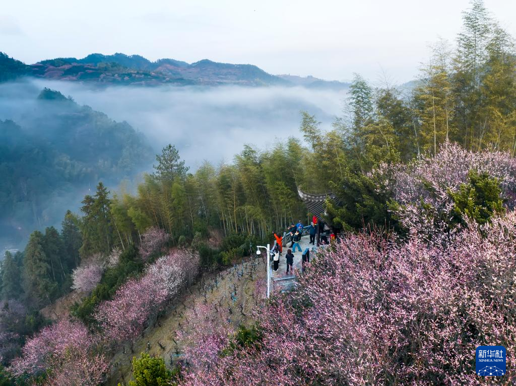 安徽黄山：卖花渔村梅花开