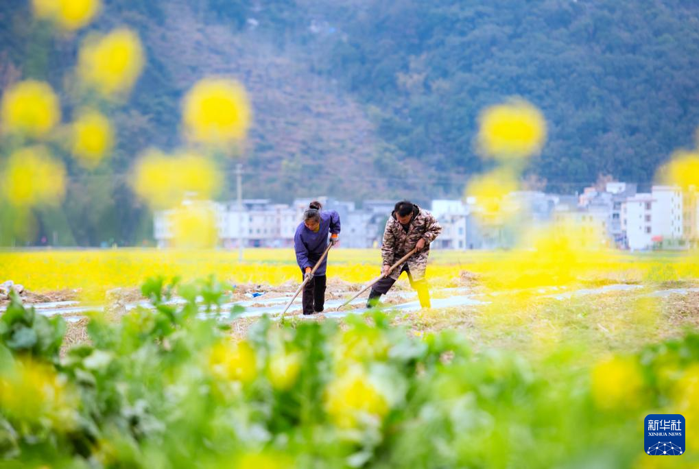 春到田头处处忙