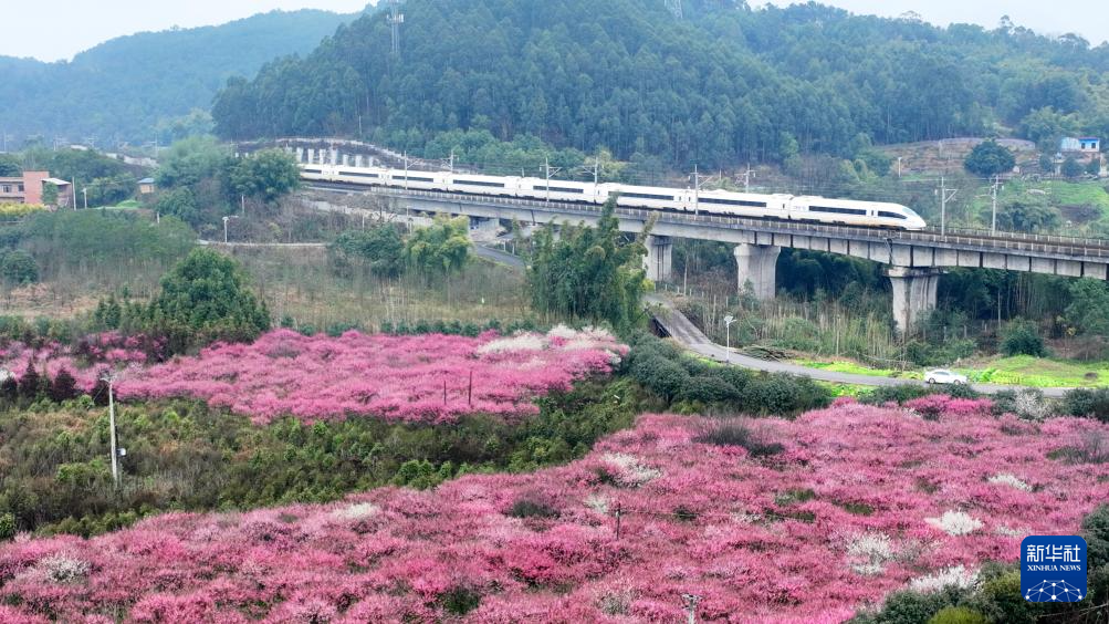 诗意中国丨莺鸣一两啭，花树数重开