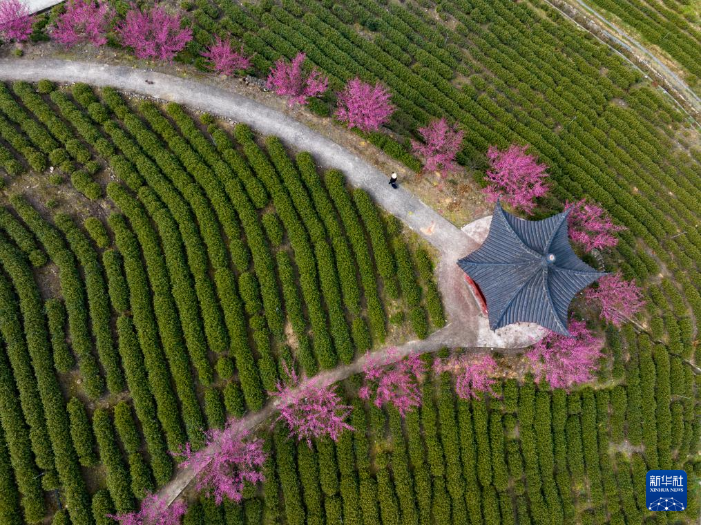 诗意中国丨莺鸣一两啭，花树数重开