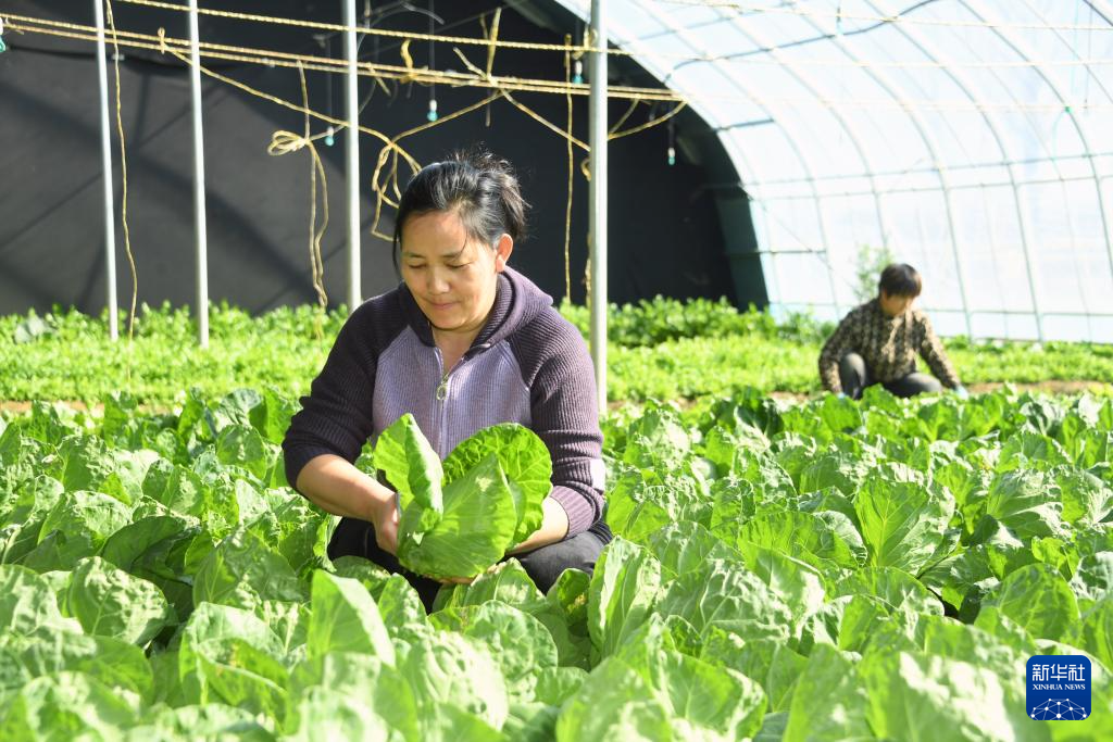 北京平谷：农产品成熟收获忙