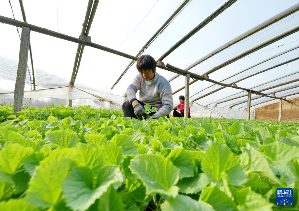 河北新乐：和风暖春土 瓜农田间忙