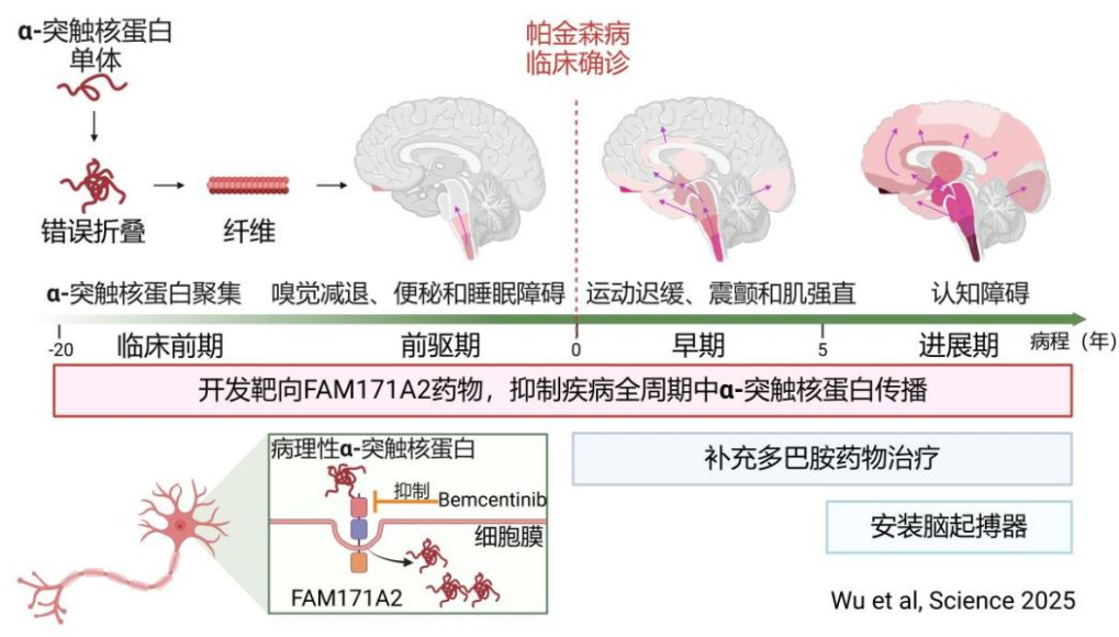 我国科学家发现帕金森病治疗新靶点