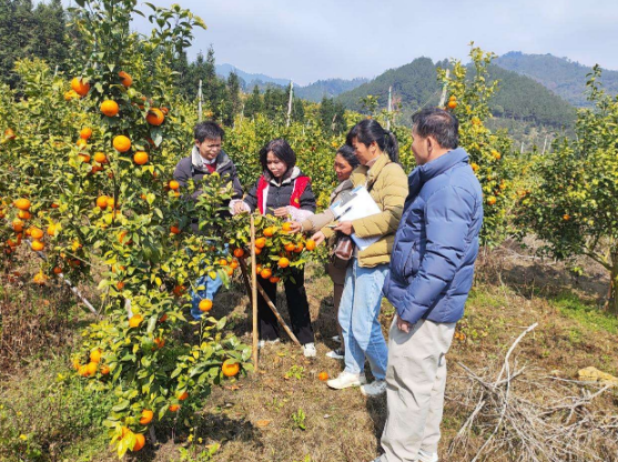 广西百色右江区:科技特派员田间地头争春光