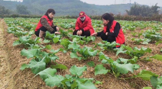 广西百色右江区:科技特派员田间地头争春光