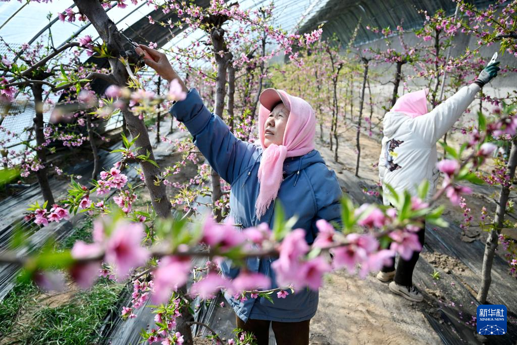 桃花满棚春满园