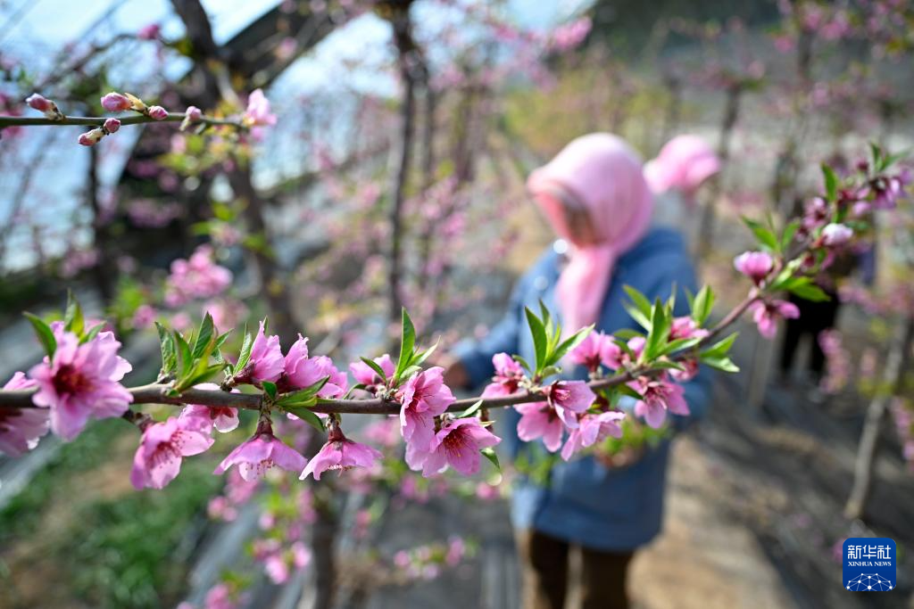 桃花满棚春满园