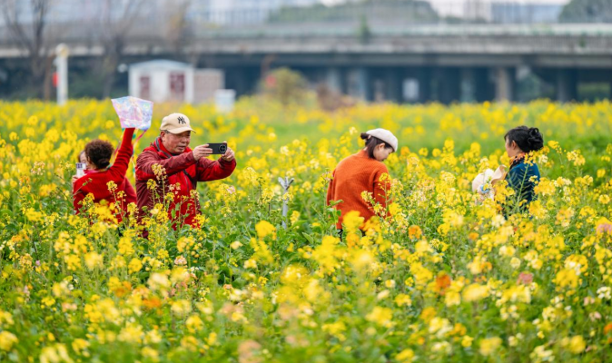 春日限定！成都交子百业园彩色油菜花海醉游人