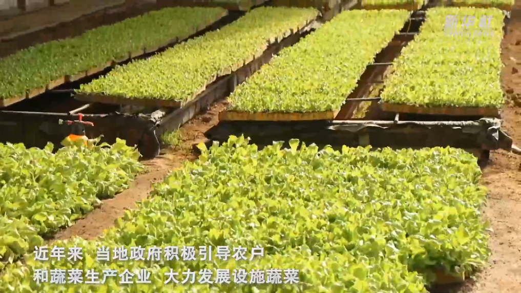 陕西太白县：高山蔬菜育苗忙