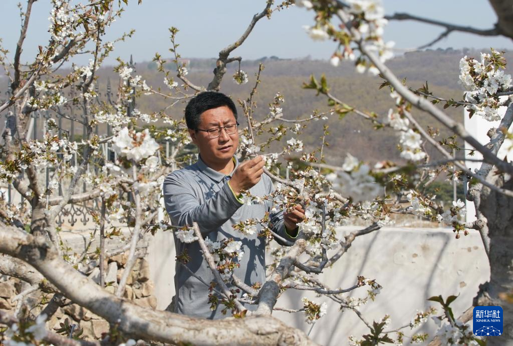 河北山海关：樱桃花开春满园
