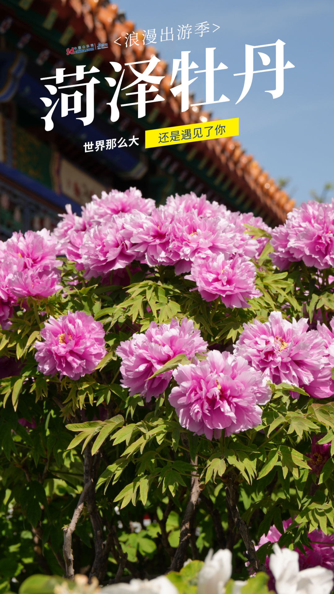 被硬控了！满屏都是菏泽牡丹