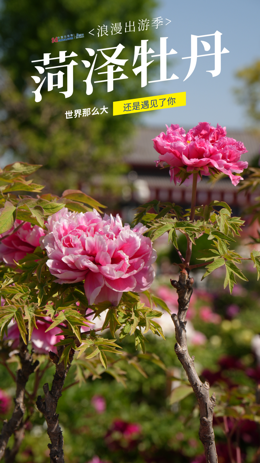 被硬控了！满屏都是菏泽牡丹