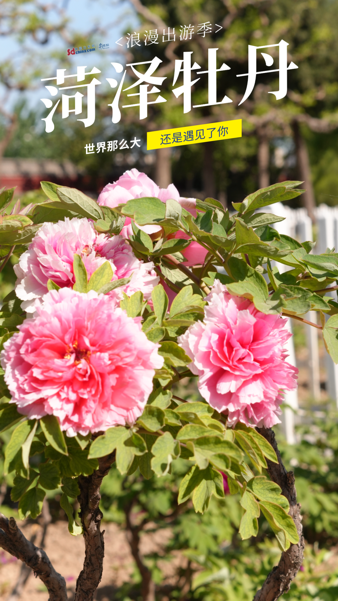 被硬控了！满屏都是菏泽牡丹