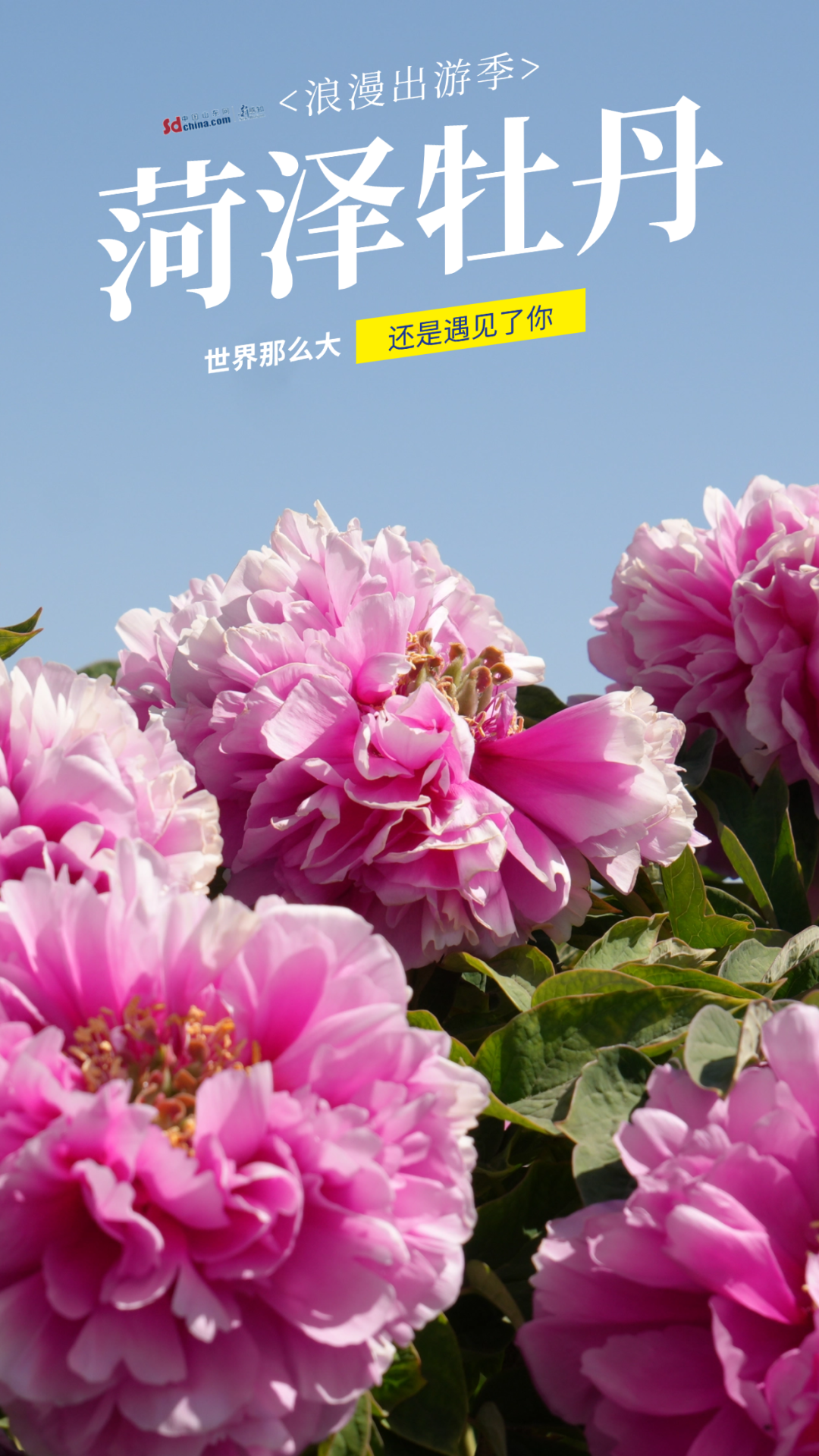 被硬控了！满屏都是菏泽牡丹