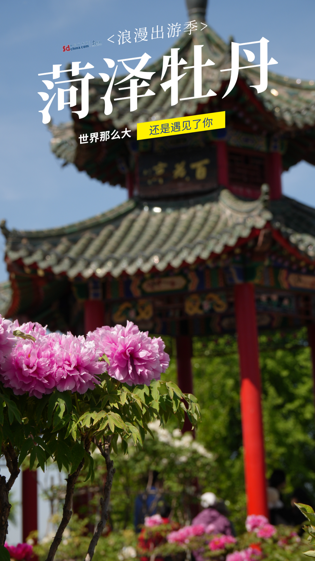 被硬控了！满屏都是菏泽牡丹