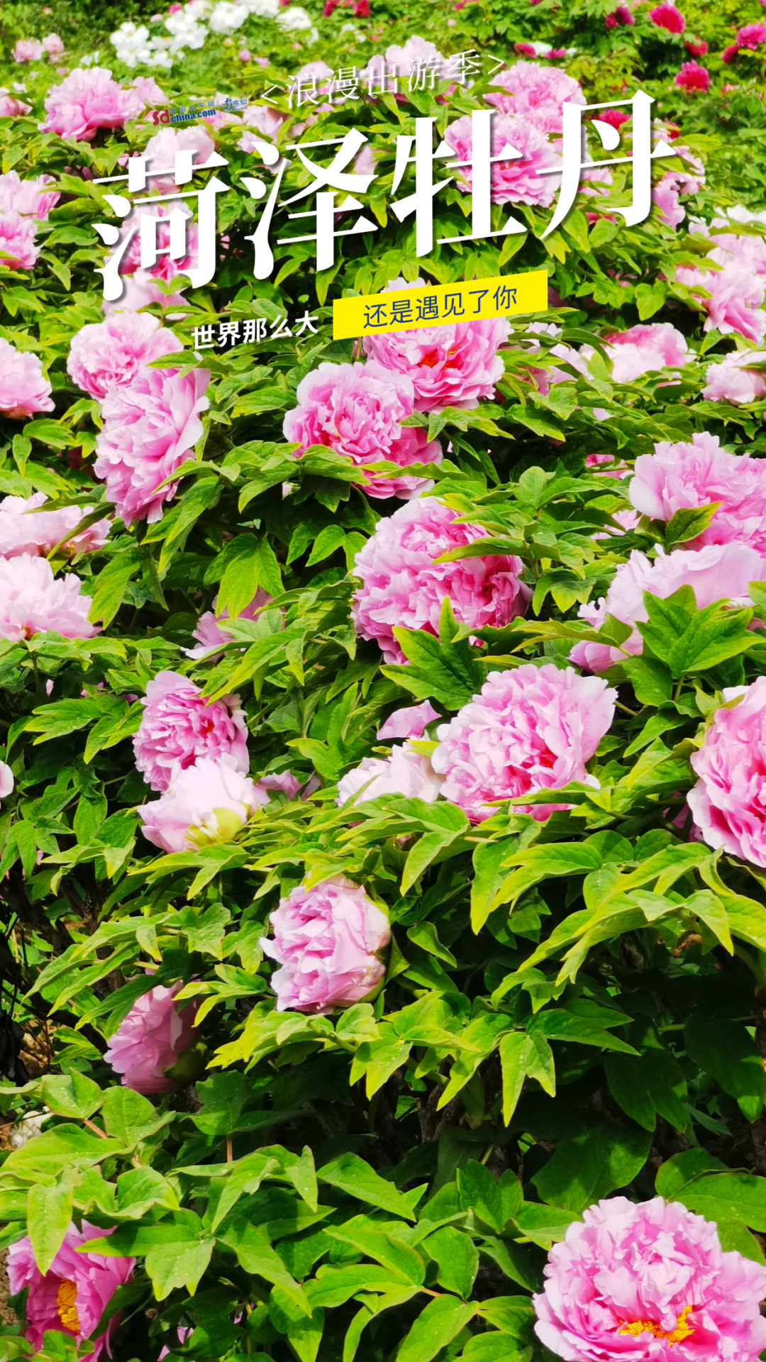 被硬控了！满屏都是菏泽牡丹