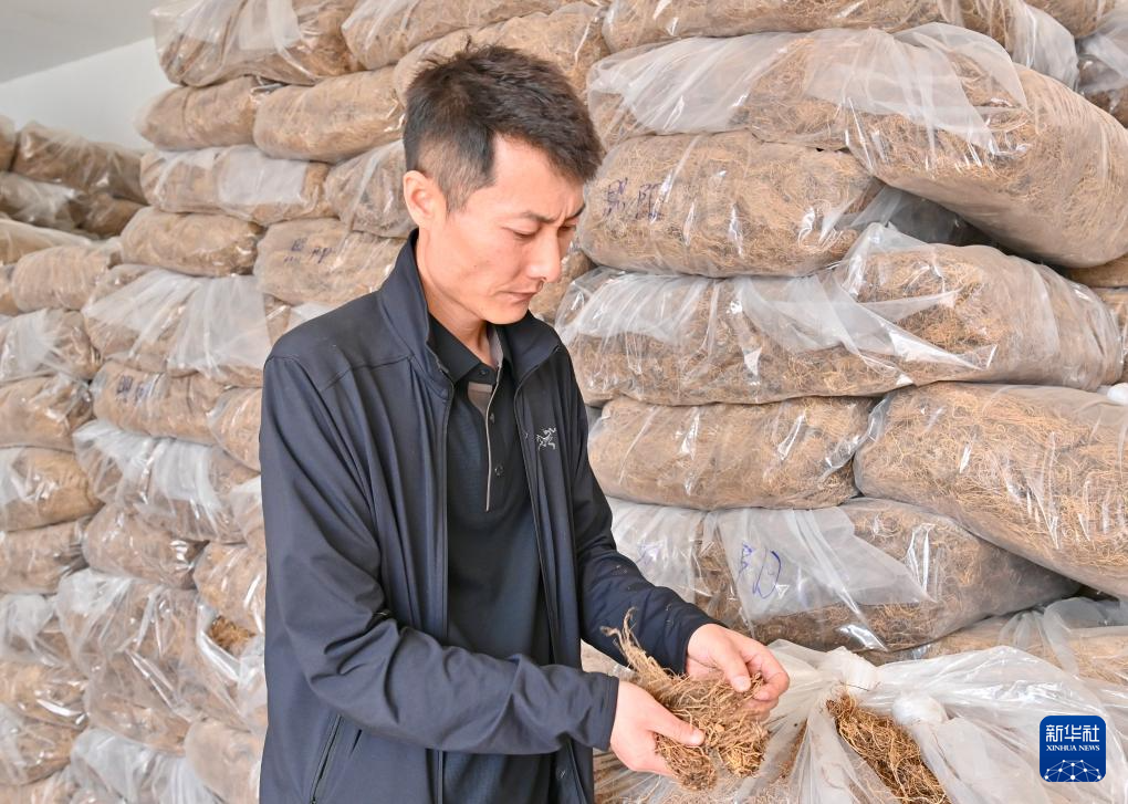 辽宁抚顺：传统中药材全产业链升级 赋能乡村振兴