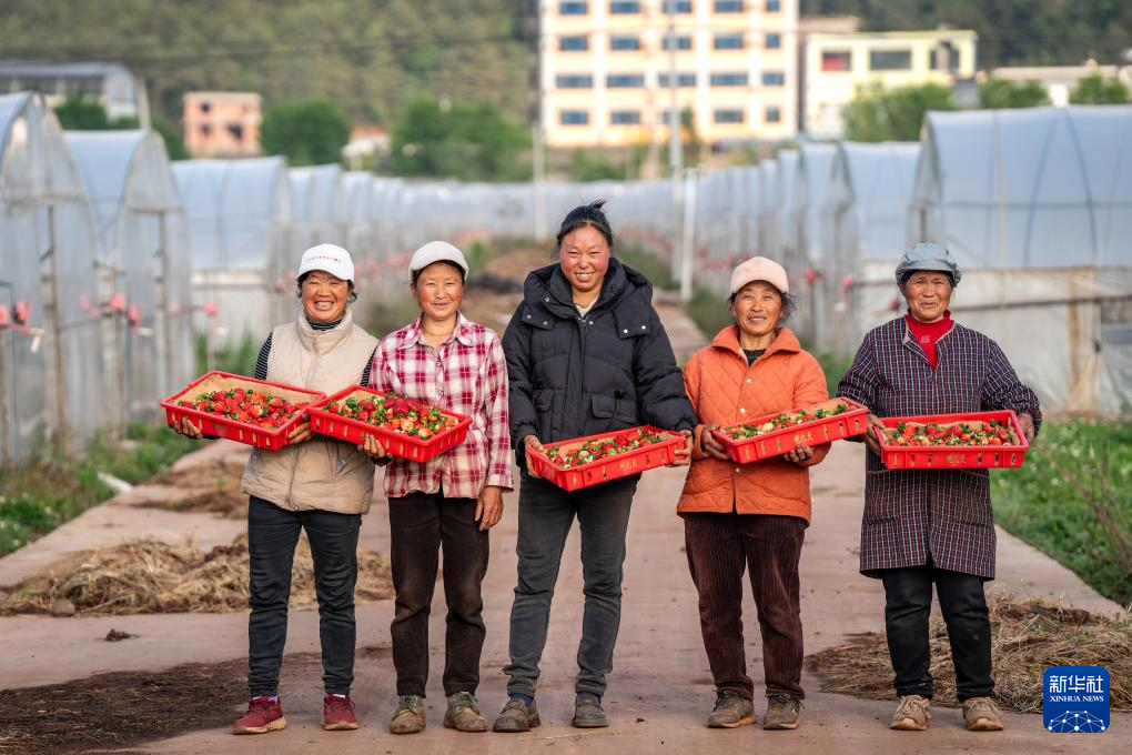 云南巧家：小草莓成为乡村振兴“新引擎”