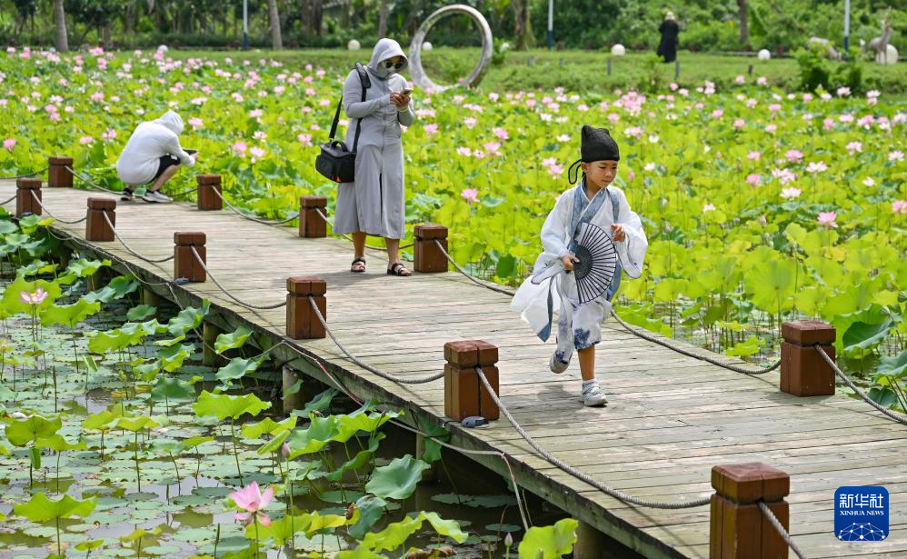 夏日赏荷