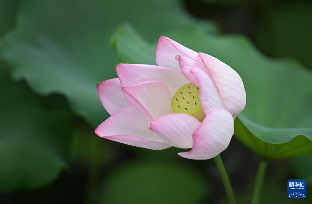 夏日赏荷