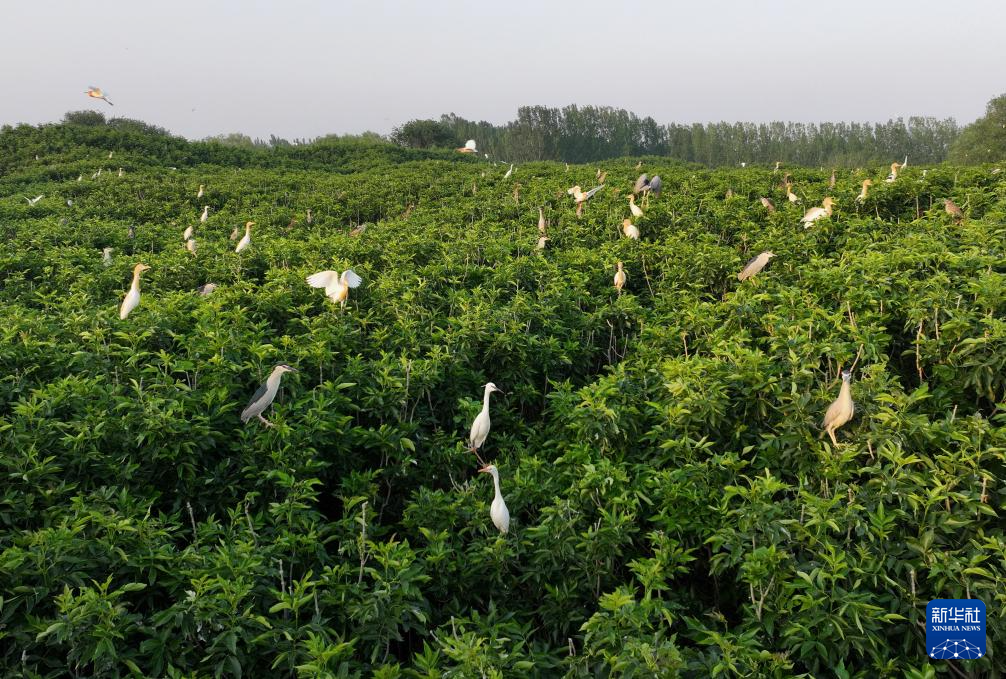 河北丰南：夏木苍翠鹭舞翩跹