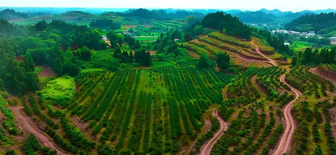 “鎮”興關鍵詞①|重慶市潼南區雙江鎮：清華“張技術”的鎮興“椒”響曲