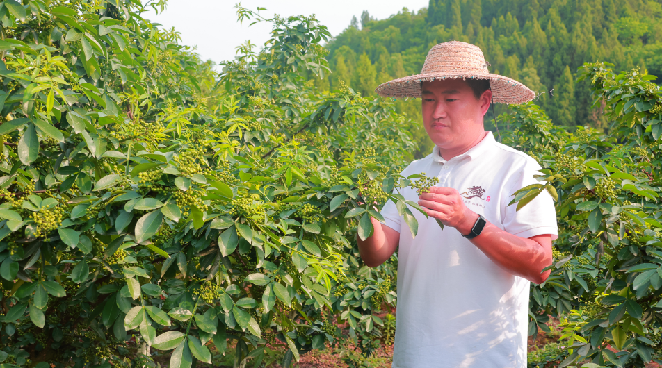 “鎮”興關鍵詞①|重慶市潼南區雙江鎮：清華“張技術”的鎮興“椒”響曲