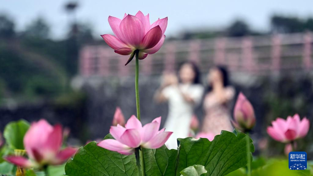 夏日荷花绽放