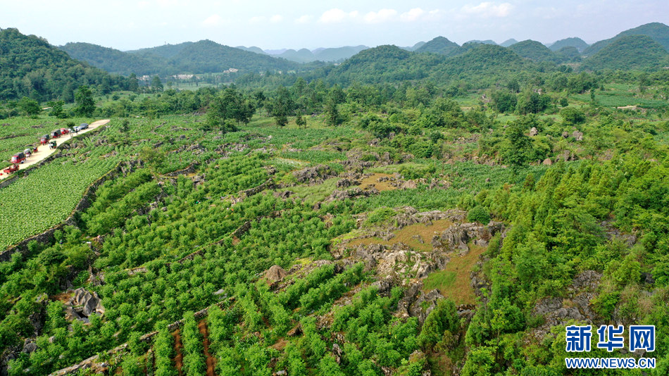 贵阳清镇：树莓种植助增收