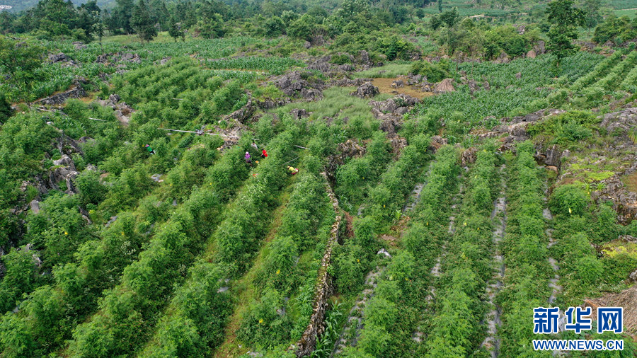 贵阳清镇：树莓种植助增收